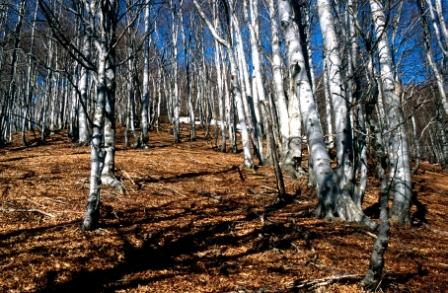Bosco di Alpe Grasso